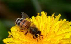Все о пчелах (интересные факты) Проект интересные факты о пчелах